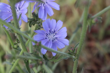 Hierba con flor violesta