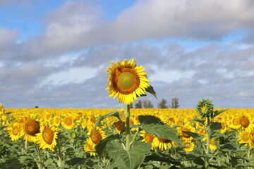 Plantaci&oacute;n de Girasoles en la ruta