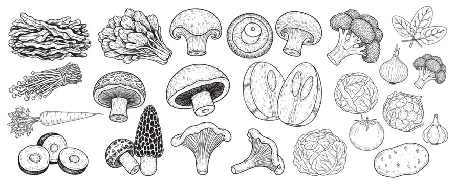 Vegetables sketch big set, hand drawn illustration on white background. Harvesting, vegetarianism.