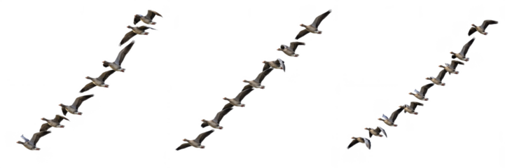 Flying Birds Migration Formation Set – Nature Freedom Silhouette Illustration