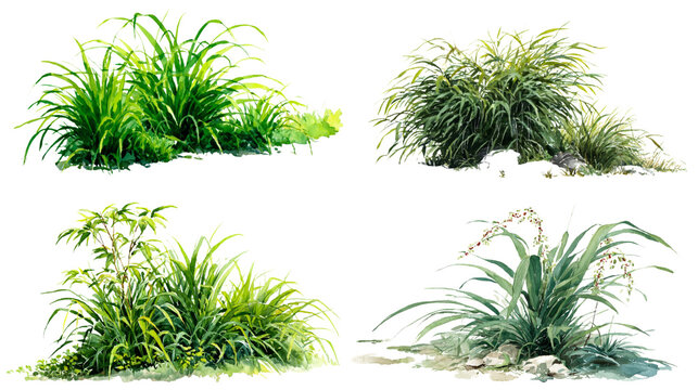 Japanese Forest  grass watercolor png. flowers on transparent isolated background.