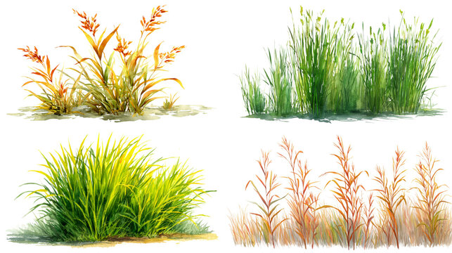 Switchgrass grass watercolor png. flowers on transparent isolated background.