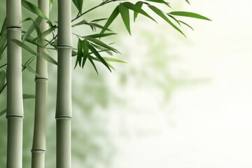 Fototapeta premium Bamboo Stalks with Delicate Green Leaves and Soft Background