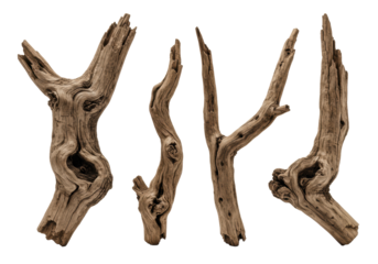 highly gnarled, dead tree branches (four) in sepia tones, sharply detailed with macro focus and dramatic shadows on a transparent background. concept of organic decay and structure