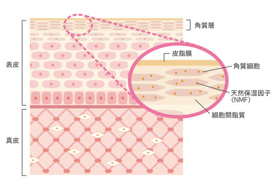 肌の構造イラスト　角質層を拡大した皮膚断面図とバリア機能