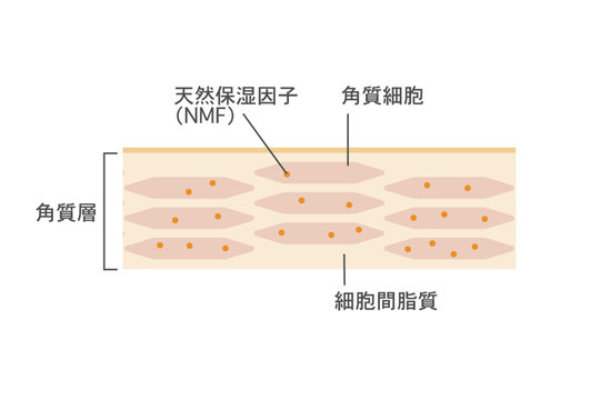 肌の角質層構造イラスト　角質細胞と保湿成分の拡大図