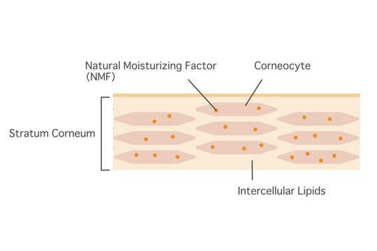 肌の角質層構造イラスト　英語表記の角質層拡大図