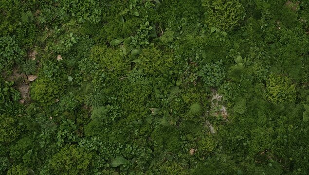 Overhead view of various green plants forming a natural background texture of vibrant foliage