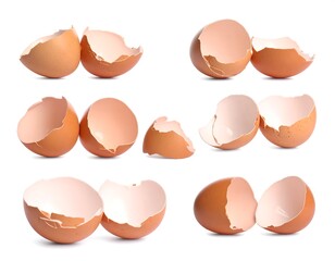 Several eggshells displayed in different configurations against a white backdrop. The broken shells reveal the interior