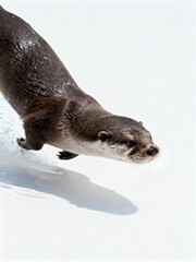 Agile Otter in Motion on a Bright White Background with Water Splash