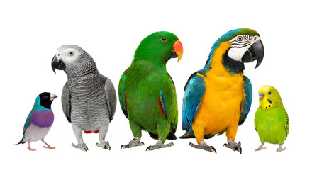 Vibrant collection of diverse pet birds: Gouldian finch, African Grey Parrot, Eclectus Parrot, Blue and Yellow Macaw, and Budgerigar, standing side by side, isolated on transparent background.