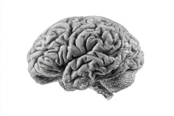 The prefrontal cortex being impaired, reducing decision-making and impulse control.