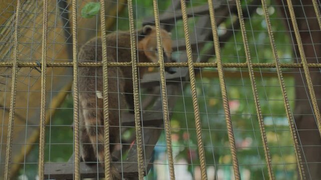 brown squirrel climbing inside rusty metal cage with vertical bars, paws gripping mesh and tail flicking, leafy background blurred beyond enclosure, tense curious behavior and textured rusted bars