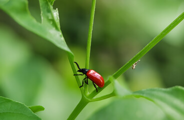 A fiery red lily beetle clings to a green leaf with striking contrast.