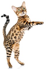 Playful Bengal cat standing tall.