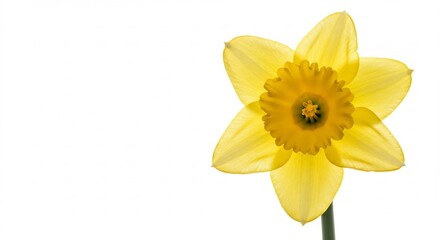 Bright yellow daffodil flower radiantly backlit creating a delicate translucent glow. AI Generated