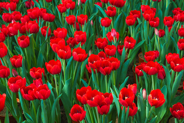Red tulip flowers blooming on field in spring close-up. Beautiful natural floral background