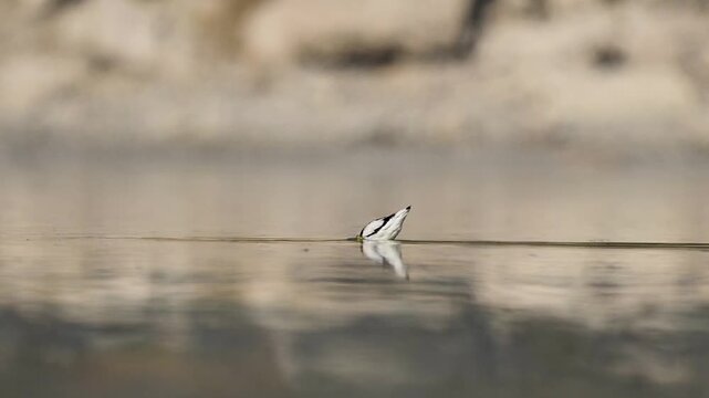 Pied avocets feed calmly within lake waters displaying coordinated foraging behavior balance and social harmony