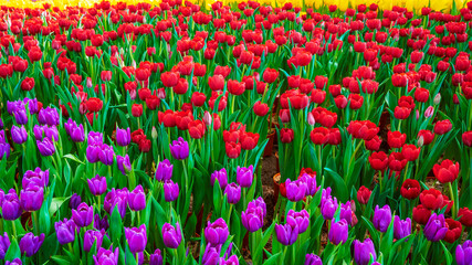 bright multicolored field of blooming tulip flowers in a spring garden. Colorful vivid floral background