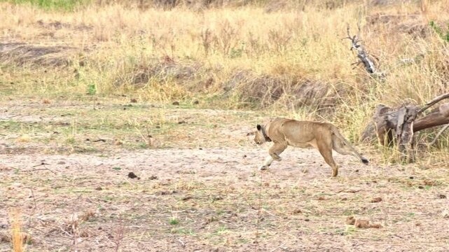 A lioness wearing a research collar captures and kills a wildebeest by biting its neck.
