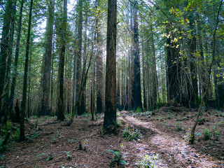 Sunlight illuminates a towering redwood tree amidst a shadowed California grove