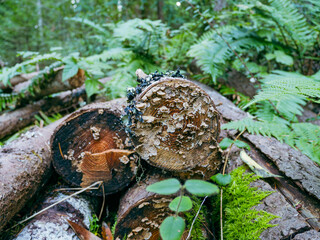 Shelf fungi colonize the cross section of cut logs in a lush California forest