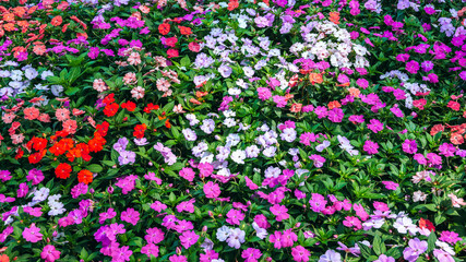 bright multicolored Impatiens walleriana blooming flowers on a flower bed in the garden in summer. Beautiful floral background