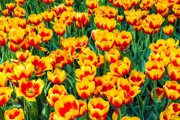 Orange yellow tulip flowers blooming on the field in spring. Beautiful floral background