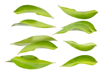 eight vibrant green leaves arranged dynamically on a transparent background, showcasing diverse natural shapes and textures for organic design assets.