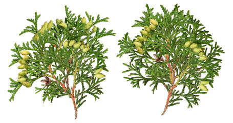 two branches of thuja orientalis with cones and developing seed cones, isolated on a transparent background.