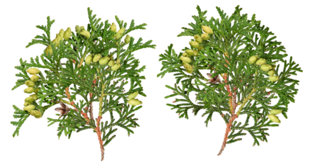 two branches of thuja orientalis with cones and developing seed cones, isolated on a transparent background.