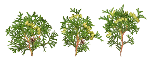 three cedar branches with young cones, showing lush green foliage and seasonal growth, isolated on a transparent background for nature designs.