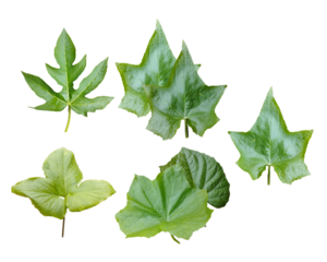 assortment of five different green leaves on a transparent background, botanical study