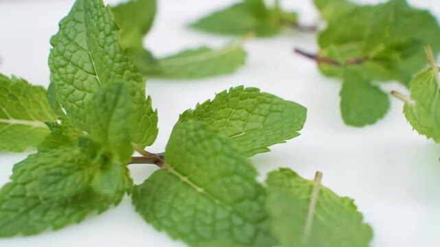Fresh green mint leaves scattered on a white surface, creating a vibrant and aromatic display.