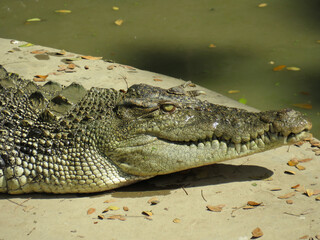 Obraz premium A saltwater crocodile at Tharkayta in Myanmar