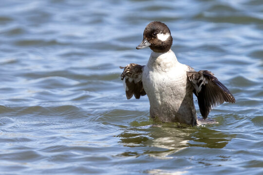 A wild bufflehead floating in a pond in a park in Colorado.