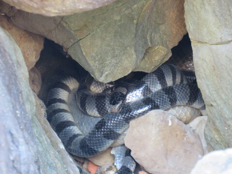 Yellow-Lipped Sea Krait (Laticauda colubrina) at Ngwe Saung in Myanmar