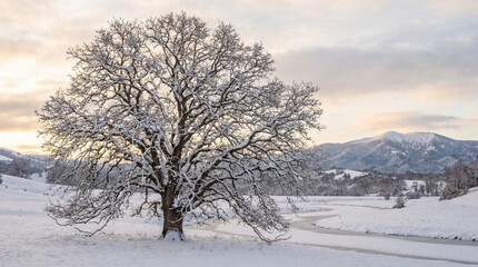 Obraz premium Snow Covered Tree in Winter Landscape with Frozen River and Mountains at Sunset