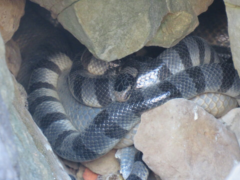 Yellow-Lipped Sea Krait (Laticauda colubrina) at Ngwe Saung in Myanmar