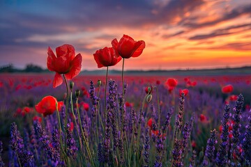 Vivid field of red poppies and purple lavender under a vibrant sunset sky