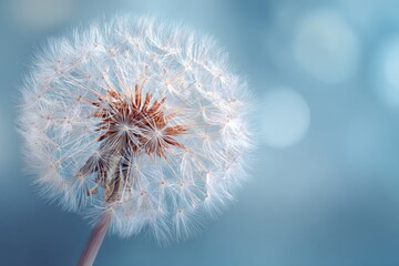 Close-up of a delicate dandelion seed head against a softly blurred, blue bokeh background