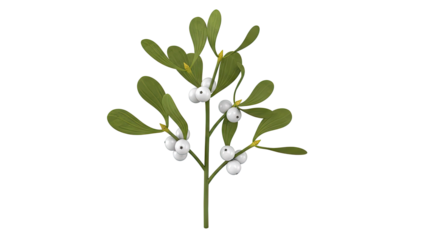 Mistletoe Sprig with White Berries