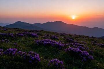 Fototapeta premium Sunset over purple flowers in mountains