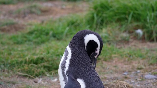 Punta Arenas, Chile: Closed up footage of a penguin scratching its back in Magdalena island, national park near Puntas Arenas of Patagonia in Chile
