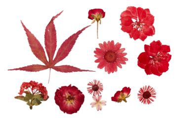 a vibrant red maple leaf and various pressed red flowers are artistically arranged on a transparent background, offering a beautiful natural composition.