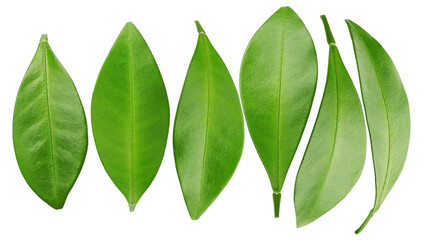 row of fresh green leaves, meticulously arranged and isolated on a transparent background, symbolizing growth and vitality.