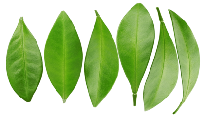 row of fresh green leaves, meticulously arranged and isolated on a transparent background, symbolizing growth and vitality.