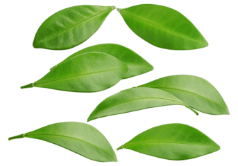 collection of fresh green leaves isolated on a transparent background, showcasing natural beauty and vibrant foliage, perfect for organic themes.