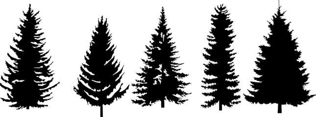 Fototapeta premium Collection of five realistic pine tree silhouettes. Black evergreen conifer trees (Fir, Spruce) perfect for forest landscape design, Christmas cards, camping themes, and nature background construction