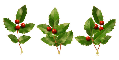 three sprigs of holly with vibrant red berries and serrated green leaves, presented against a...